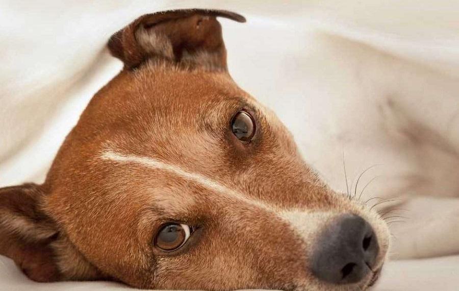 Köpeklerde Felç Nasıl Anlaşılır?