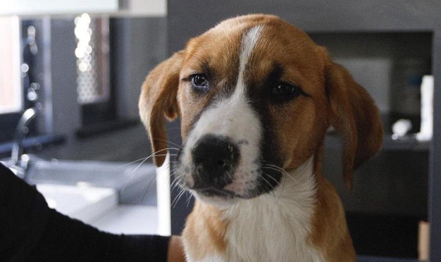 Köpeklerde Gençlik Hastalığı İyileşir mi? Köpeklerde Gençlik Hastalığı İyileşir mi?