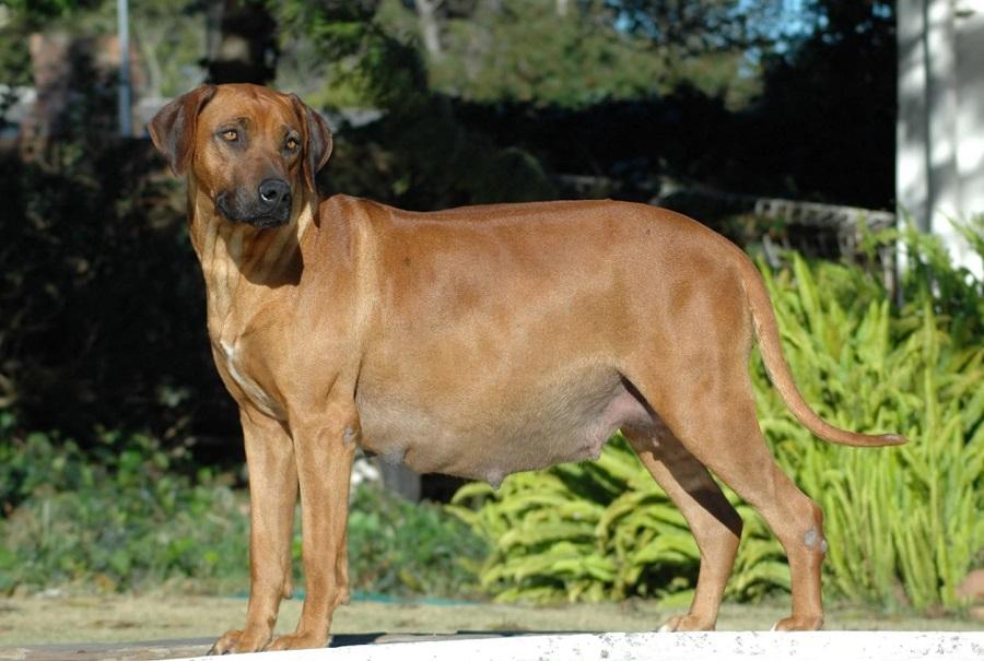 Köpeklerde Hamilelik Süresi Ne Kadar? Köpeklerde Hamilelik Süresi Ne Kadar?