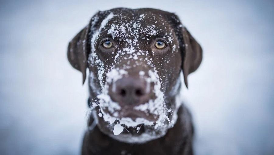 Köpeklerde Hipotermi Müdahalesi Nasıl Yapılır?