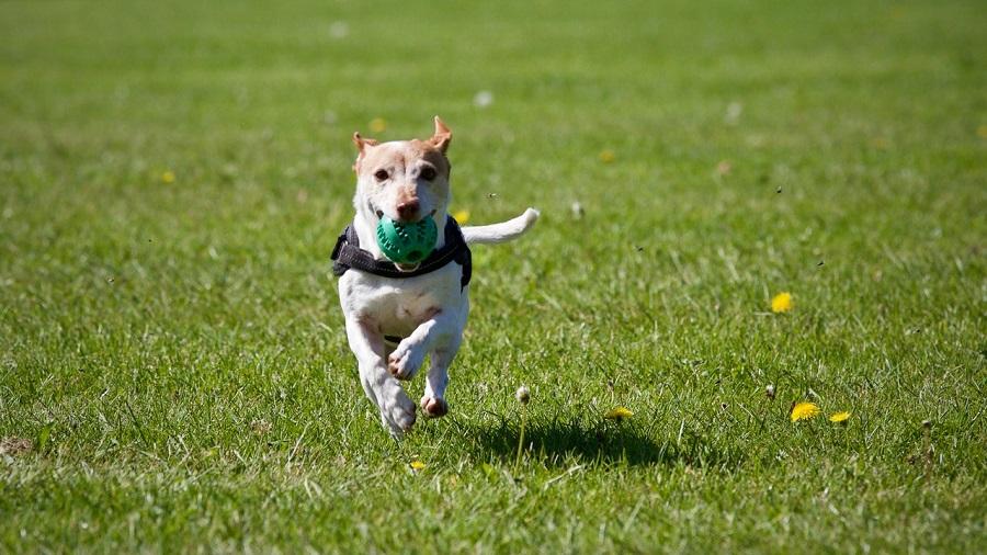 Köpeklerde İleri İtaat Eğitimi Nasıl Verilir? Köpeklerde İleri İtaat Eğitimi Nasıl Verilir?