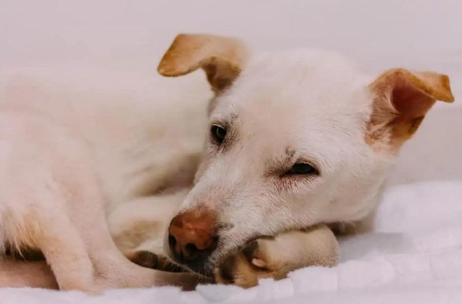 Köpeklerde Kanser Türleri ve Tedavi Yöntemleri