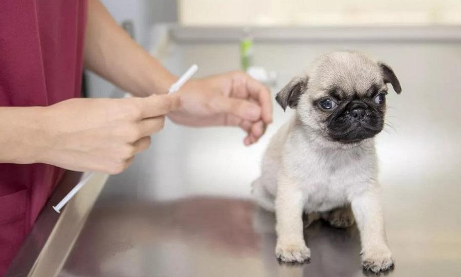 Köpeklerde Karma Aşı Ne Zaman Yapılır?