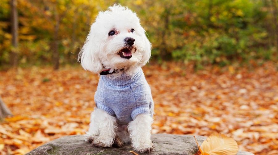 Köpeklerde Kilo Alma İçin Yapılması Gerekenler Nelerdir?