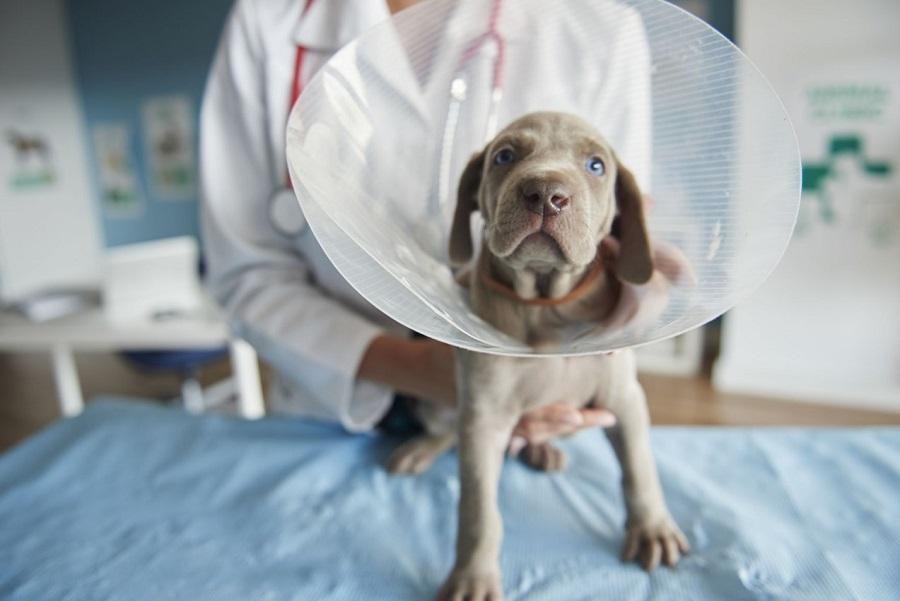 Köpeklerde Kısırlaştırma Ameliyatı Nasıl Yapılır?