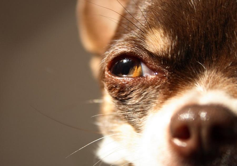 Köpeklerde Körlük Nasıl Anlaşılır? Köpeklerde Körlük Nasıl Anlaşılır?