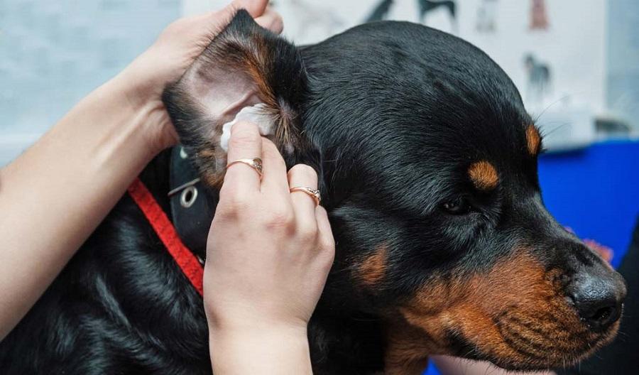 Köpeklerde Kulak Akıntısı Nedenleri ve Tedavisi Köpeklerde Kulak Akıntısı Nedenleri ve Tedavisi
