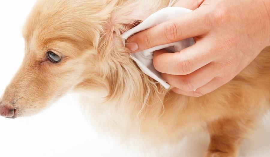 Köpeklerde Kulak Uyuzu Hastalığı Belirtileri ve Tedavi Yöntemleri Köpeklerde Kulak Uyuzu Hastalığı Belirtileri ve Tedavi Yöntemleri