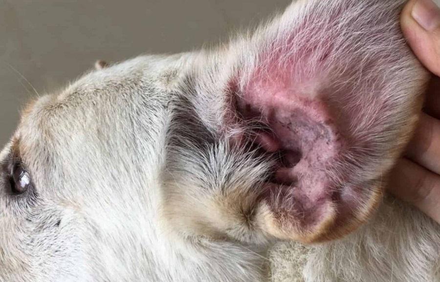 Köpeklerde Kulak Uyuzu Nasıl Geçer? Köpeklerde Kulak Uyuzu Nasıl Geçer?