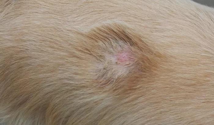 Köpeklerde Mantar Hastalığı Nasıl Geçer?