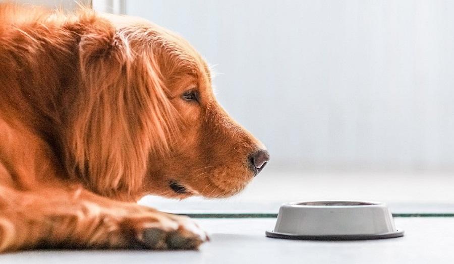 Köpeklerde Mide Rahatsızlığı Durumuna Ne İyi Gelir? Köpeklerde Mide Rahatsızlığı Durumuna Ne İyi Gelir?