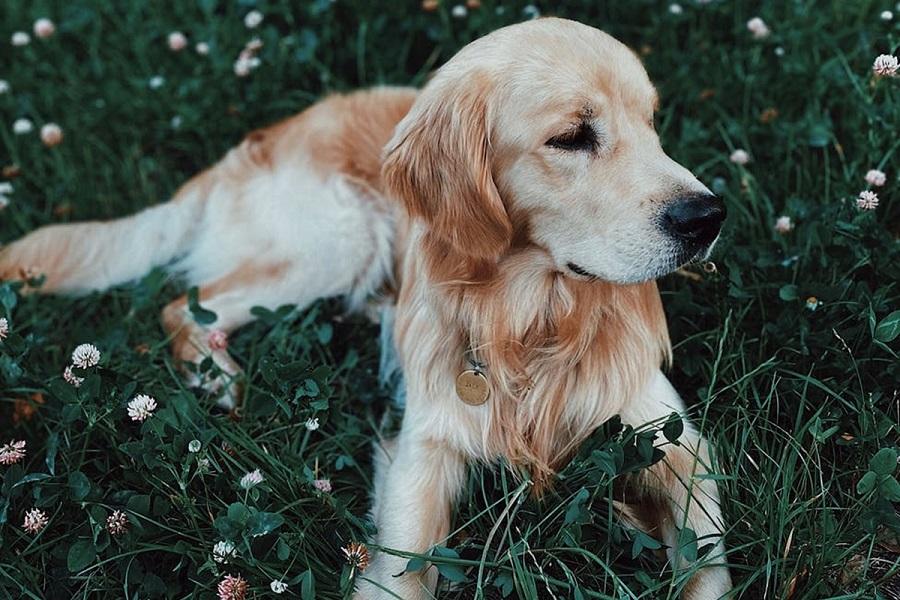 Köpeklerde Narkoz Etkisi Ne Kadar Sürer? Köpeklerde Narkoz Etkisi Ne Kadar Sürer?