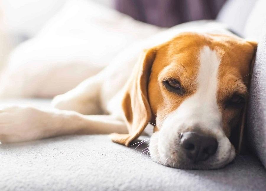 Köpeklerde Nöbet Nedenleri ve Müdahalesi