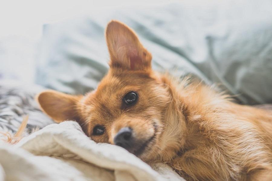 Köpeklerde Regl Ağrısı Sorununa Ne İyi Gelir? Köpeklerde Regl Ağrısı Sorununa Ne İyi Gelir?