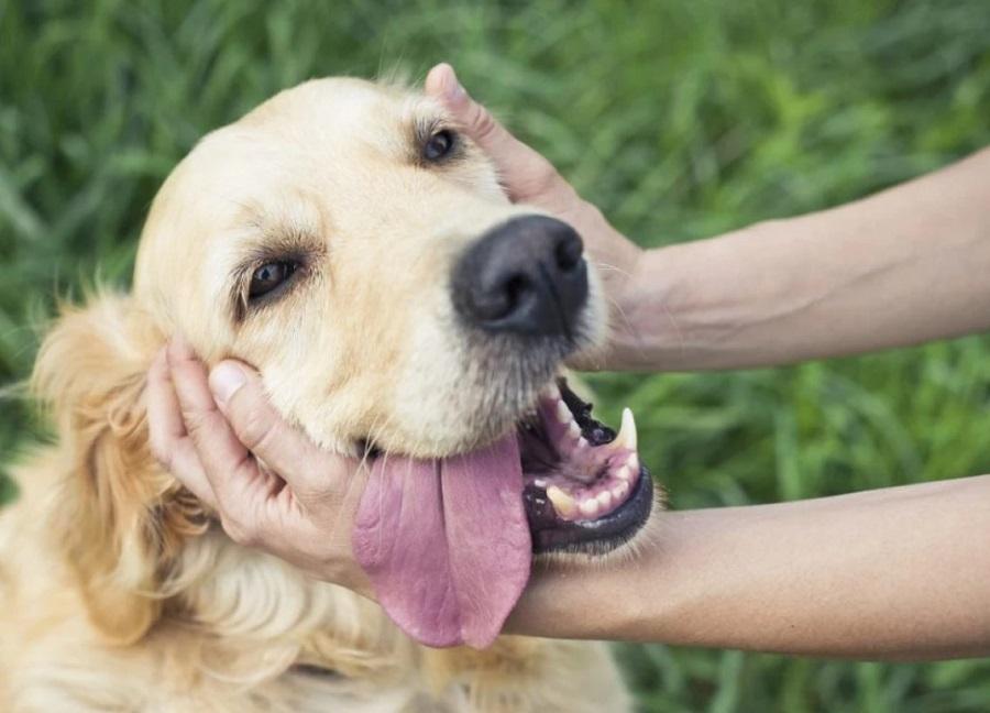 Köpeklerde Regl Ne Zaman Başlar?