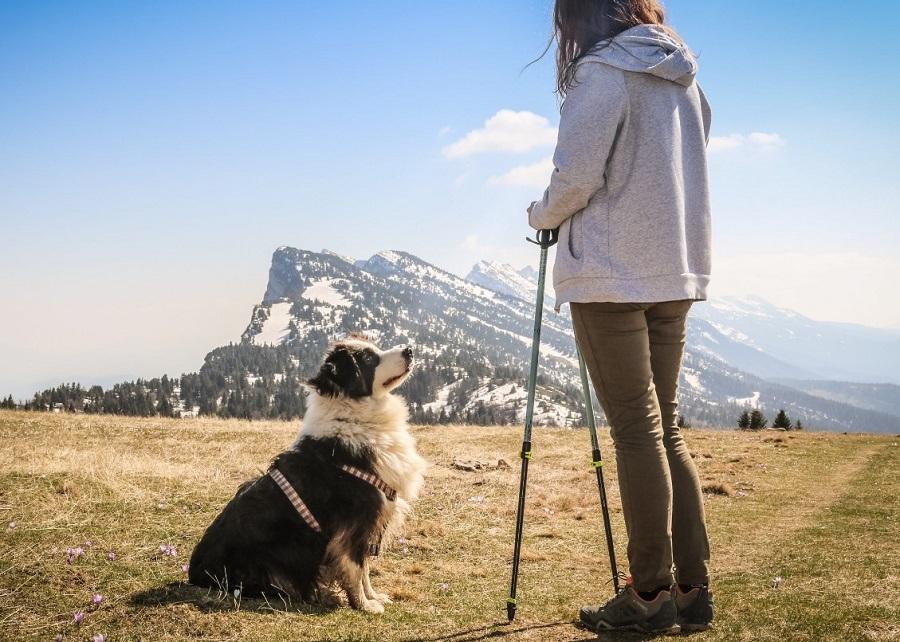 Köpeklerde Temel Eğitim Ne Zaman Başlar? Köpeklerde Temel Eğitim Ne Zaman Başlar?