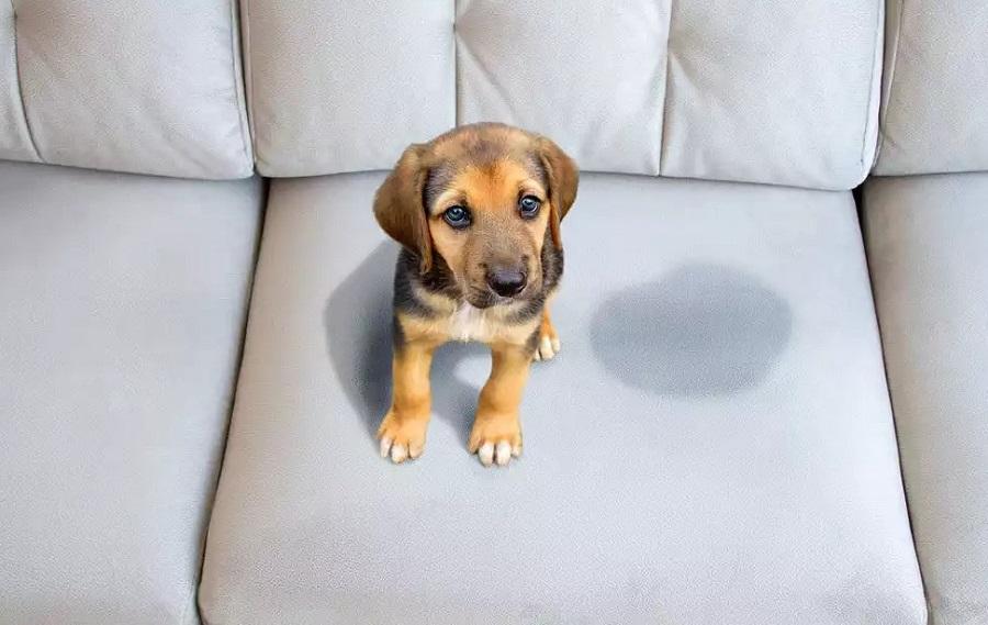 Köpeklerde Tuvalet Yönergesi ve Yapılması Gerekenler Köpeklerde Tuvalet Yönergesi ve Yapılması Gerekenler