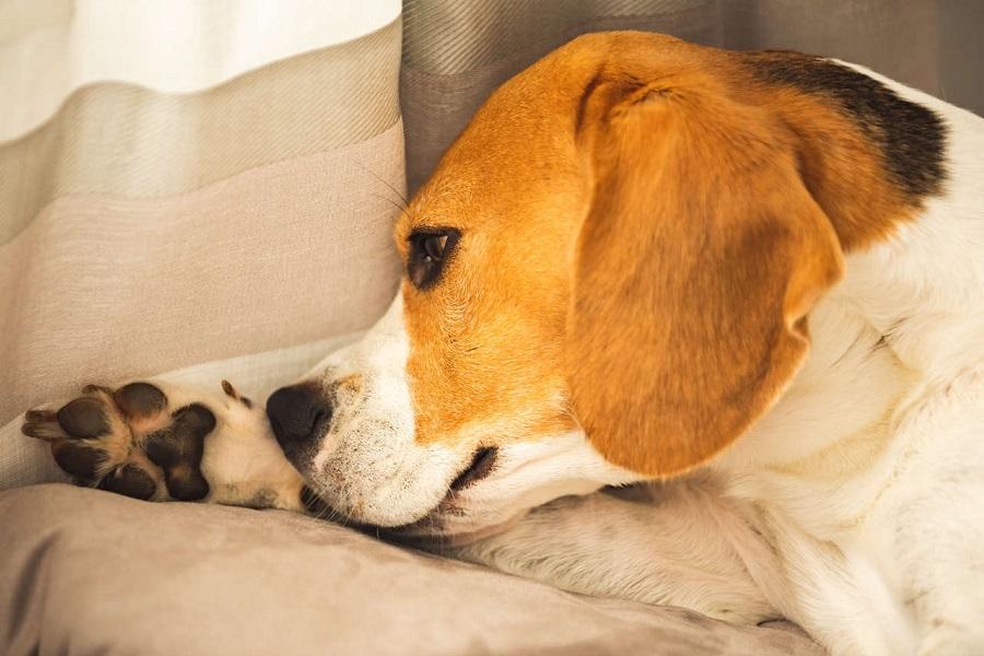 Köpeklerde Uyuz Tedavisi Nasıl Yapılır?