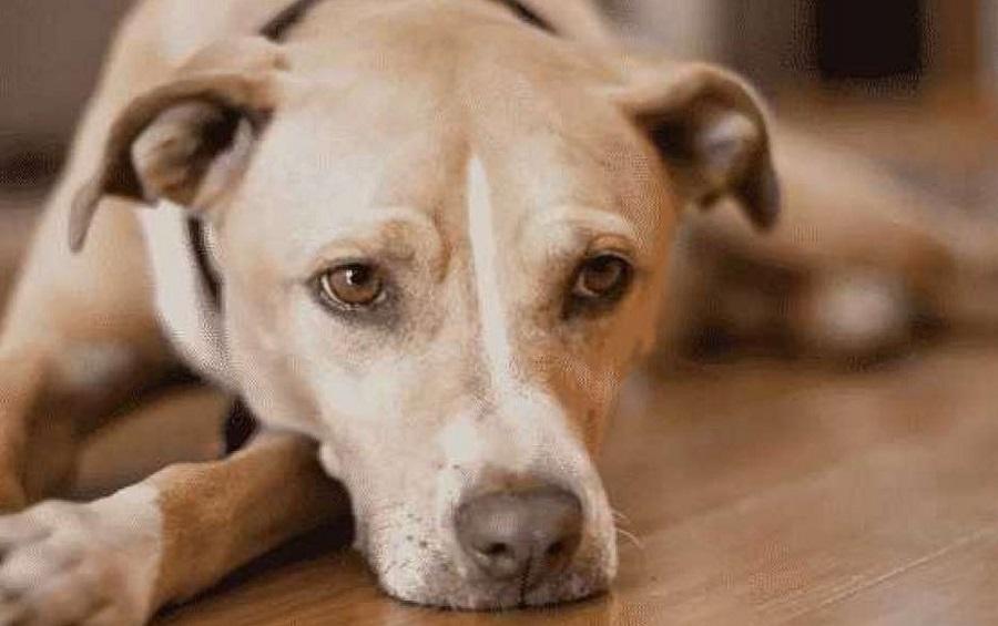 Köpeklerin Ağzından Köpük Gelmesi Neye İşarettir?