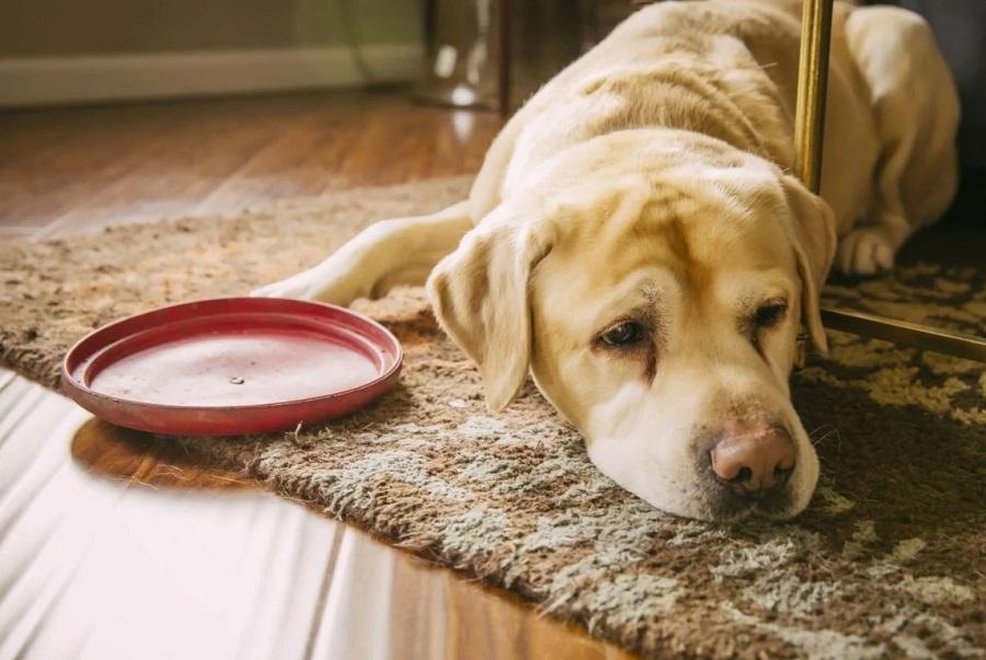 Köpeklerin Ateşi Nasıl Düşer?