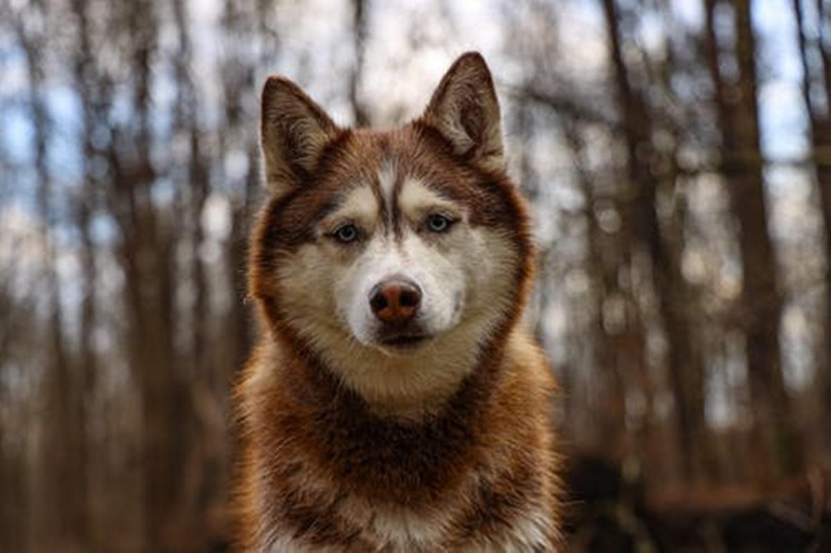 Köpeklerin Çene Basıncı Ne Kadar? En Güçlü Çene Hangi Cinstir?