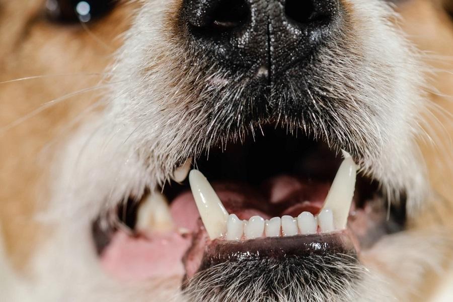 Köpeklerin Dişleri Ne Zaman Çıkar?