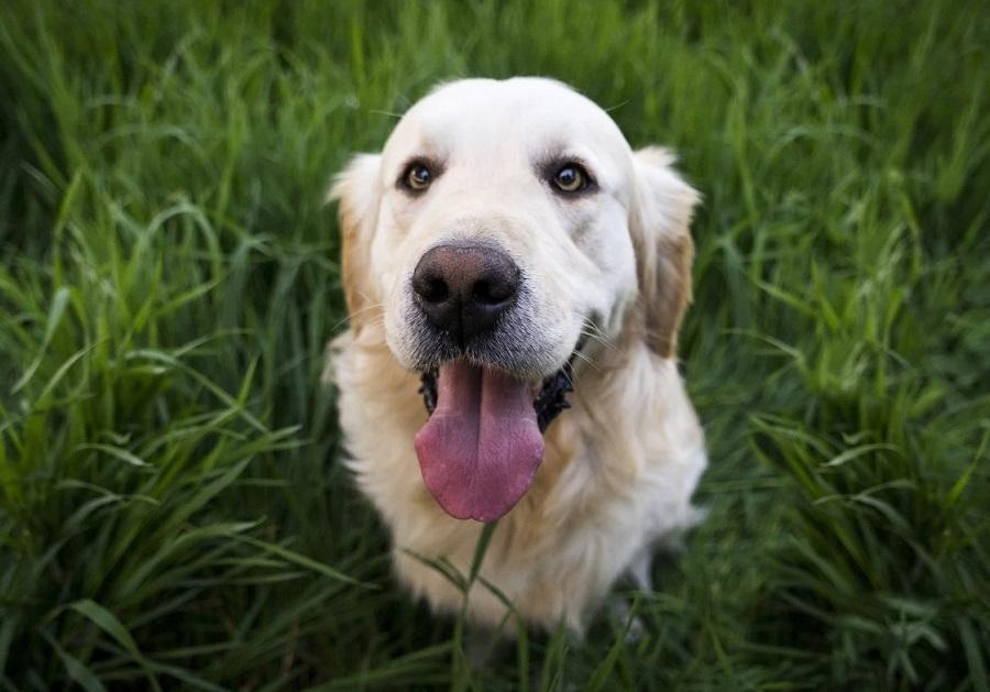 Köpeklerin Hızlı Nefes Alma Nedenleri Nelerdir? Köpeklerin Hızlı Nefes Alma Nedenleri Nelerdir?