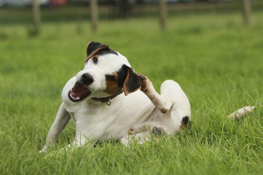 Köpeklerin Kaşıntısı Neden Olur, Nasıl Geçer? Köpeklerin Kaşıntısı Neden Olur, Nasıl Geçer?