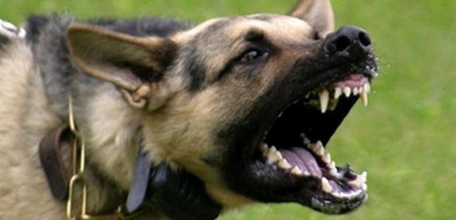 Köpeklerin Kuduz Olduğunu Nasıl Anlarız? Köpeklerin Kuduz Olduğunu Nasıl Anlarız?