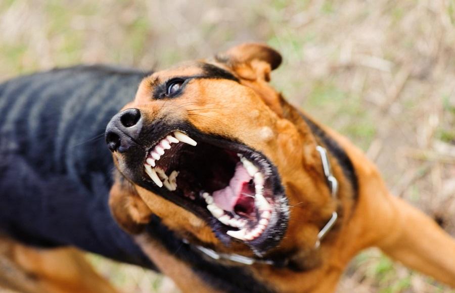 Köpeklerin Kuduz Olması Durumunda Yapılması Gerekenler Nelerdir? Köpeklerin Kuduz Olması Durumunda Yapılması Gerekenler Nelerdir?