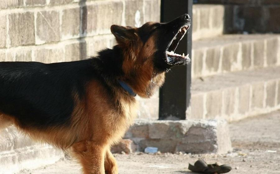 Köpeklerin Ses Tellerinin Alınması Nasıl Olur?