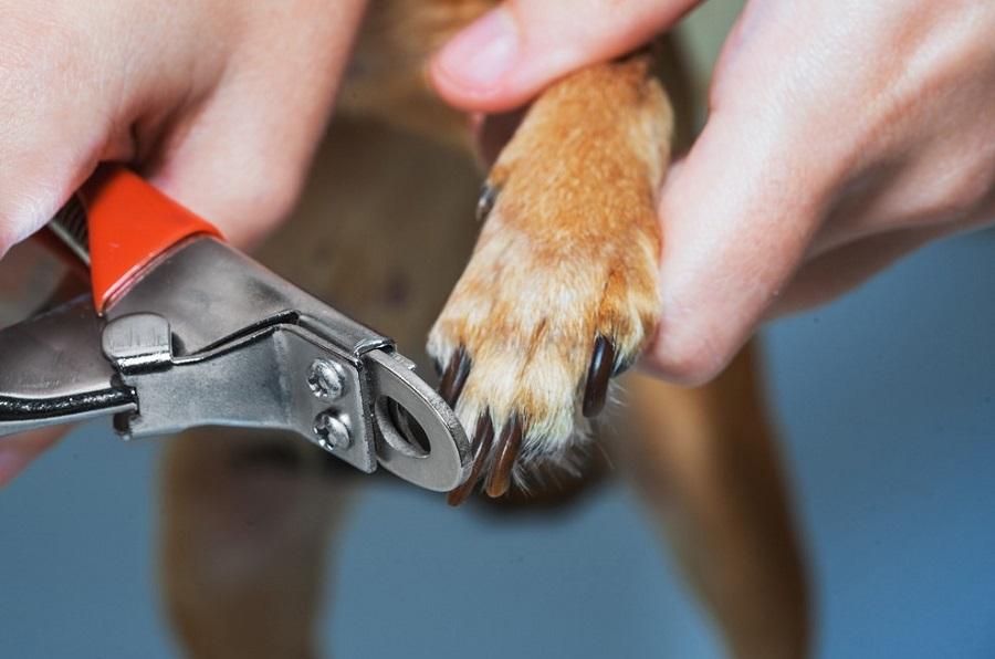 Köpeklerin Tırnağı Nasıl Kesilir? Köpeklerin Tırnağı Nasıl Kesilir?