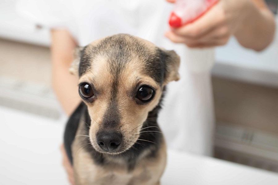 Köpekteki Bit Nasıl Temizlenir?