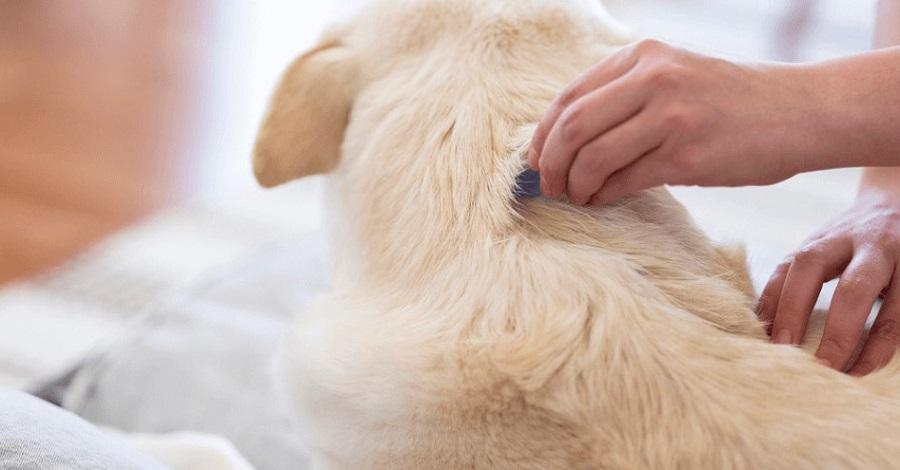 Köpekteki Pire Nasıl Temizlenir?