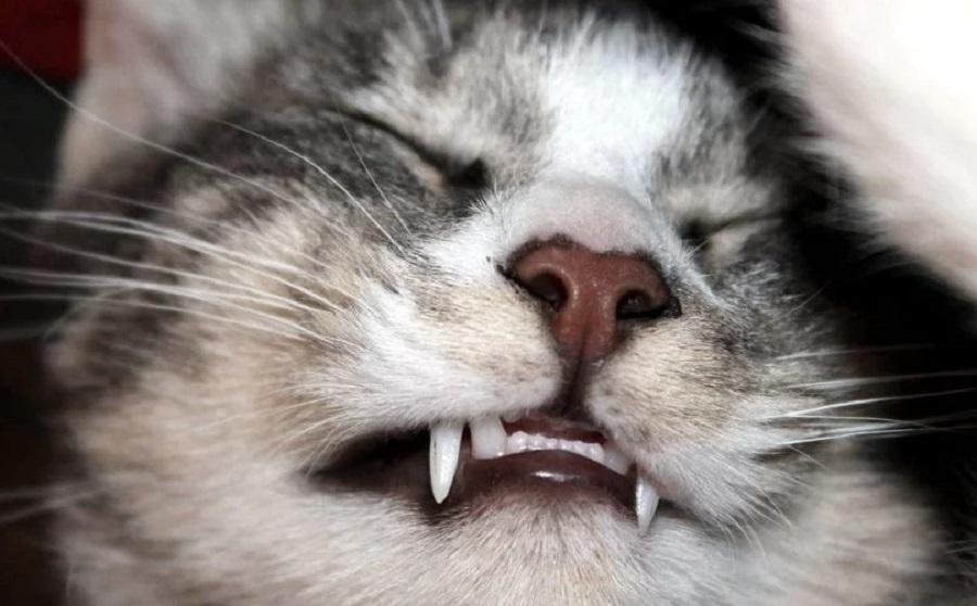 Yavru Kedilerde Ağız Kokusu Nasıl Giderilir? Yavru Kedilerde Ağız Kokusu Nasıl Giderilir?