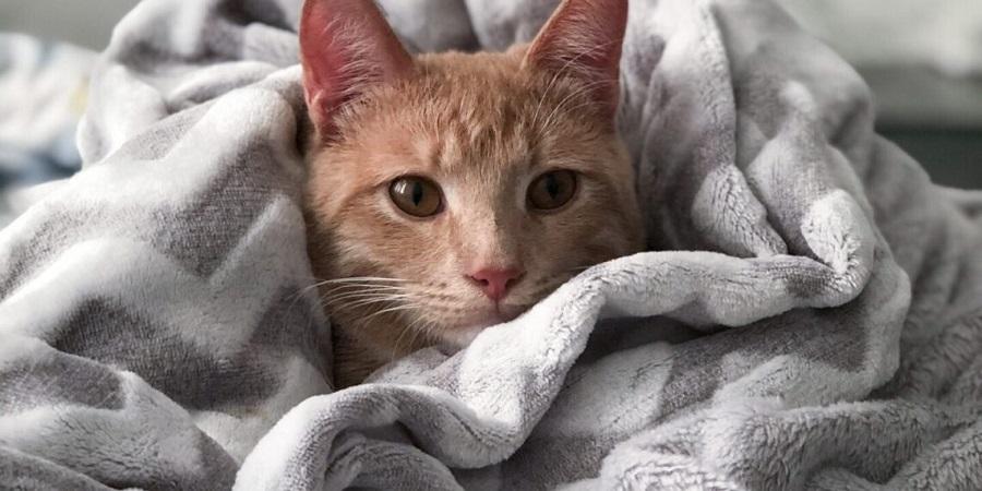 Yavru Kedilerde Burun Tıkanıklığı Nasıl Geçer? Yavru Kedilerde Burun Tıkanıklığı Nasıl Geçer?