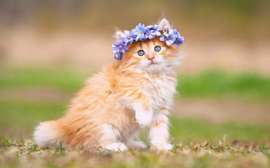 Yavru Kedilerde İç Dış Parazit Ne Zaman Yapılır?