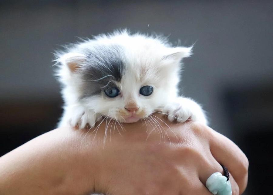 Yavru Kedilerde Kanlı İshal Nasıl Geçer?