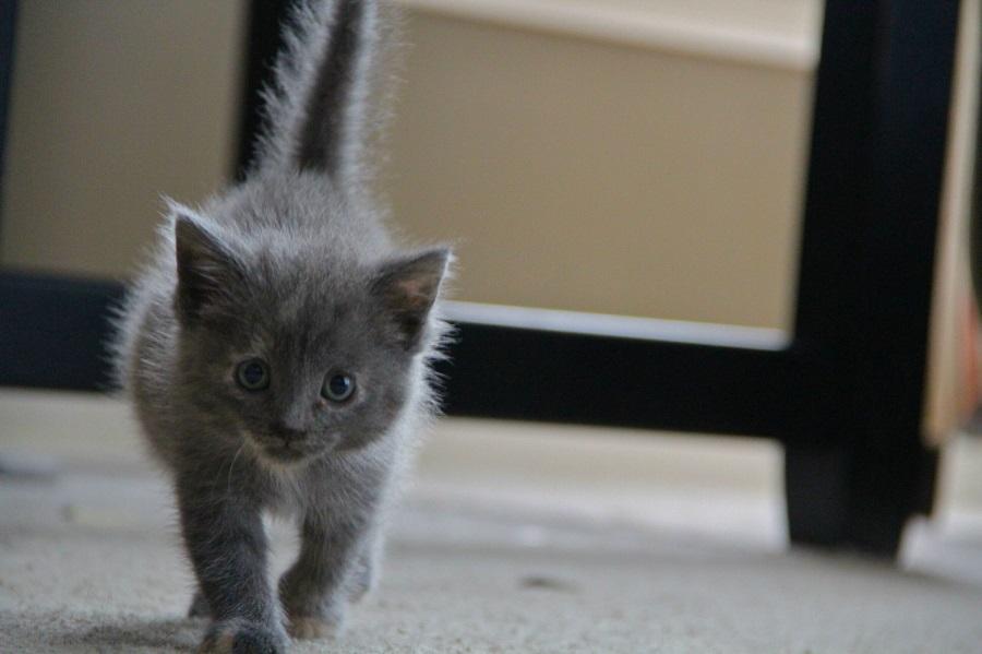 Yavru Kedilerde Karın Şişliği Nasıl Geçer? Yavru Kedilerde Karın Şişliği Nasıl Geçer?