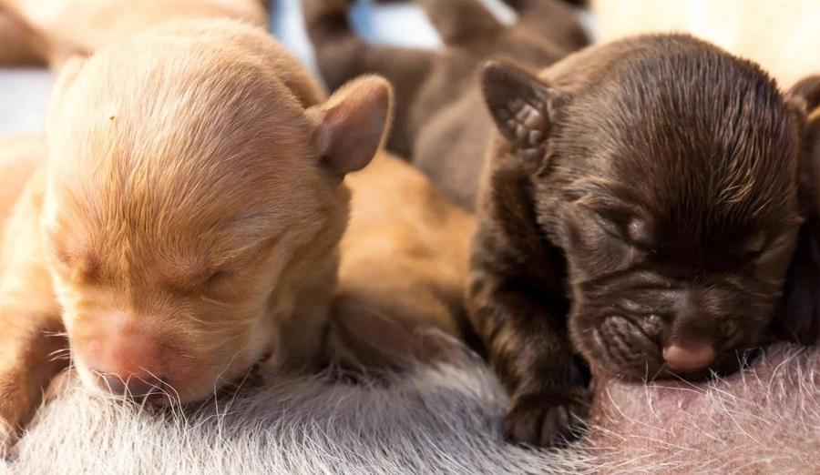 Yeni Doğan Köpeklerin Gözleri Ne Zaman Açılır? Yeni Doğan Köpeklerin Gözleri Ne Zaman Açılır?