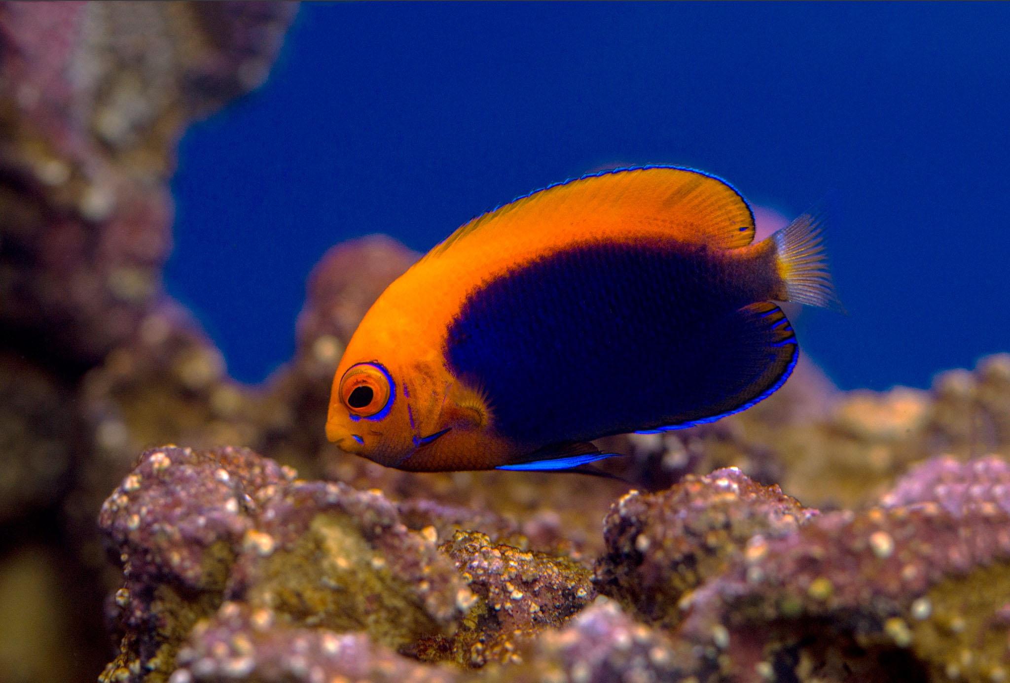 Africa Flameback Angelfish (Centropyge Acanthops)