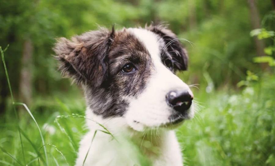 Aidi Köpek Irkı Özellikleri, Karakteri, Bakımı ve Beslenmesi