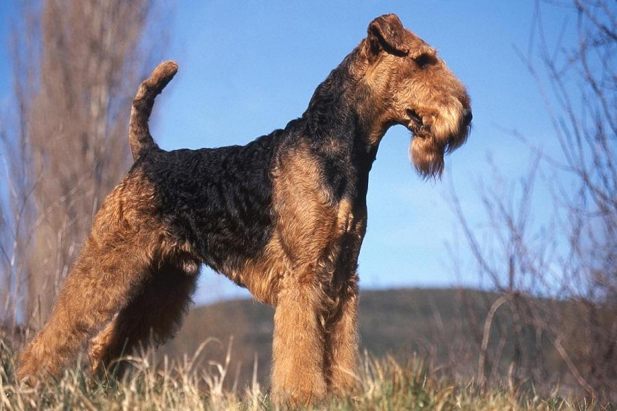 Airedale Terrier Köpek Irkı Özellikleri, Karakteri, Bakımı ve Beslenmesi Airedale Terrier Köpek Irkı Özellikleri, Karakteri, Bakımı ve Beslenmesi