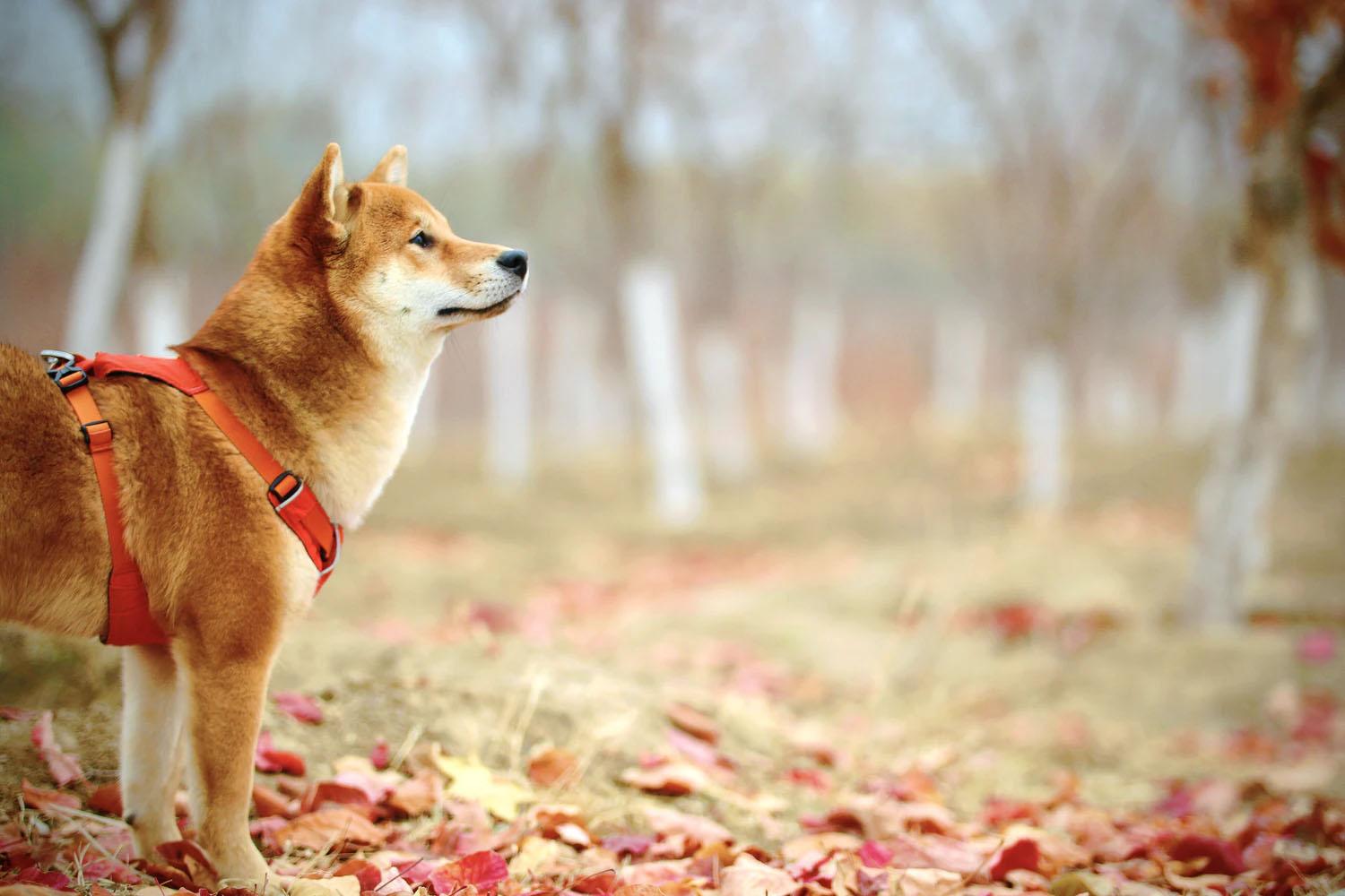 Köpekler İçin Famotidin (Pepcid) Kullanımlar, Dozaj ve Yan Etkiler Köpekler İçin Famotidin (Pepcid) Kullanımlar, Dozaj ve Yan Etkiler