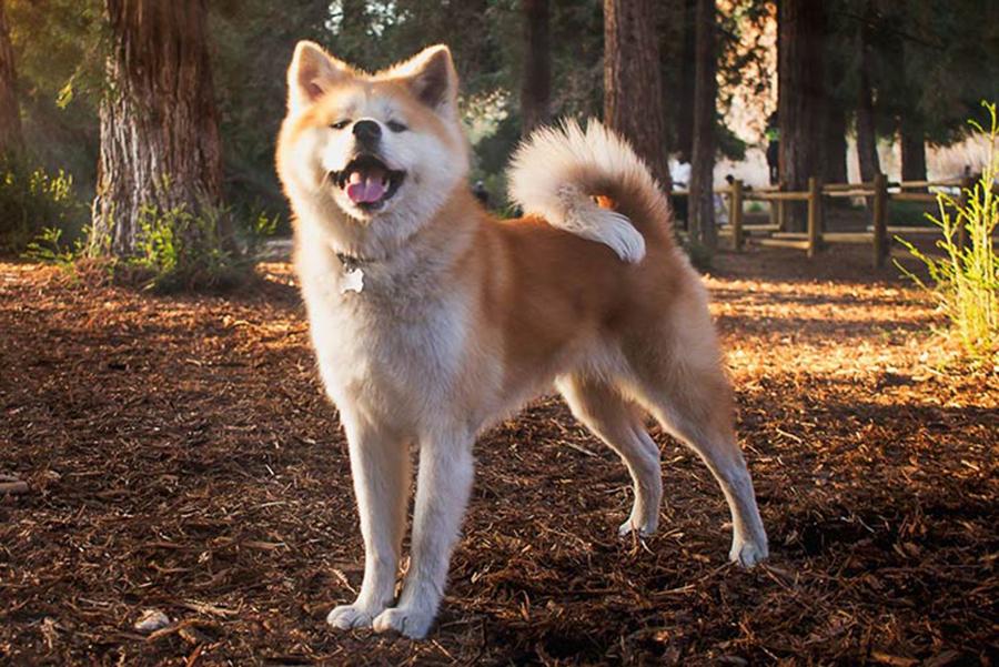 Akita İnu Yavru Köpek Cinsi Hakkında Bilinmesi Gerekenler Akita İnu Yavru Köpek Cinsi Hakkında Bilinmesi Gerekenler
