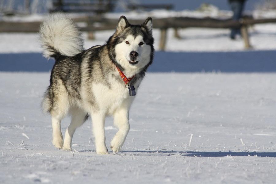 Alaska Kurdu Irkı Özellikleri, Karakteri, Bakımı ve Beslenmesi