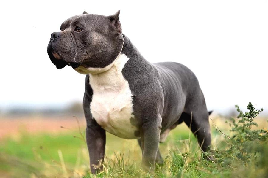 Amerikan Bully Köpek Irkı Özellikleri, Karakteri, Bakımı ve Beslenmesi Amerikan Bully Köpek Irkı Özellikleri, Karakteri, Bakımı ve Beslenmesi