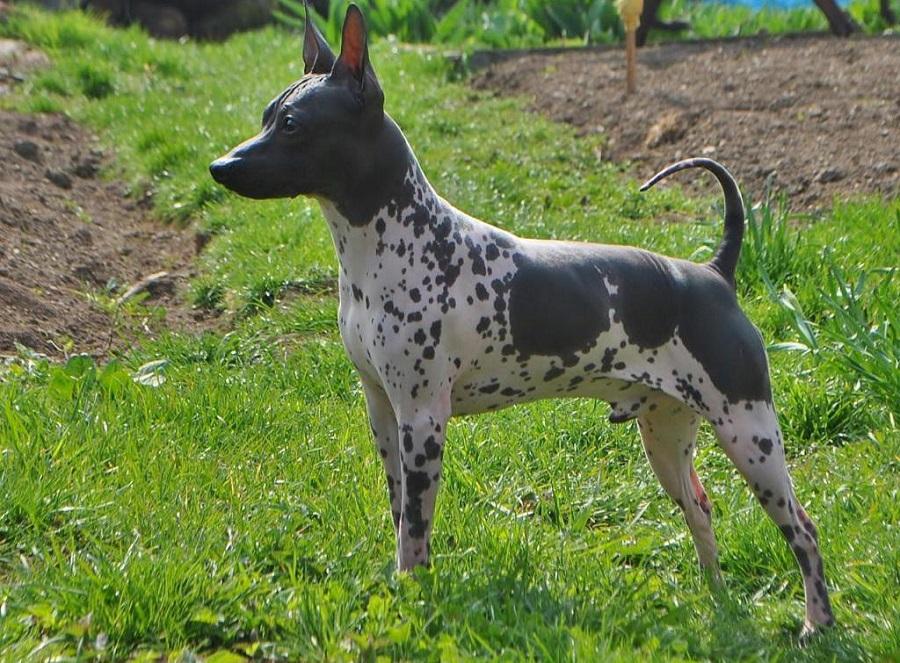 Amerikan Hairless Köpek Irkı Özellikleri, Karakteri, Bakımı ve Beslenmesi