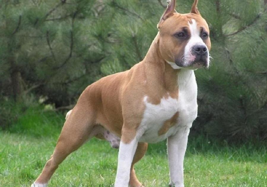 Amerikan Pitbull Terrier Köpek Irkı Özellikleri, Karakteri, Bakımı ve Beslenmesi