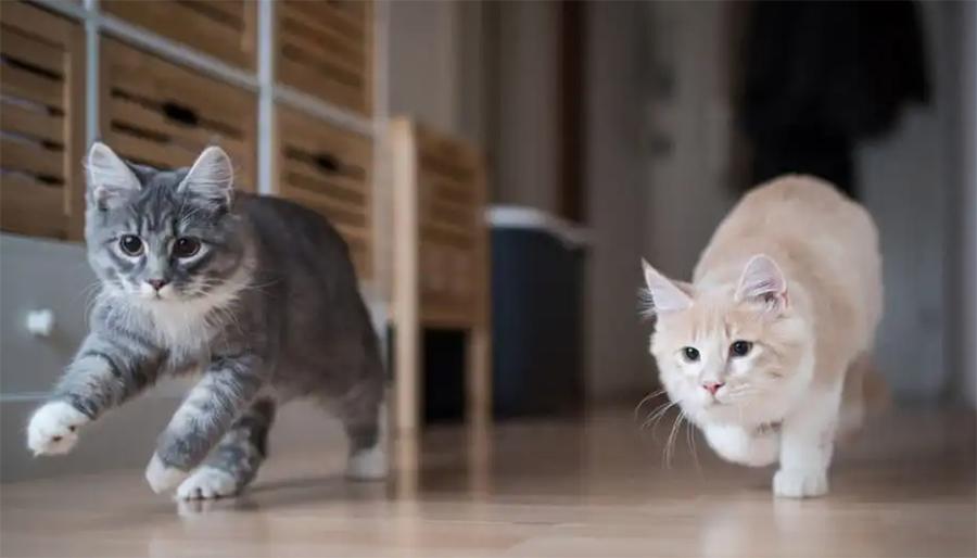 Birden Fazla Kedilerin Aynı Evde Mutlu Yaşaması Mümkün mü?